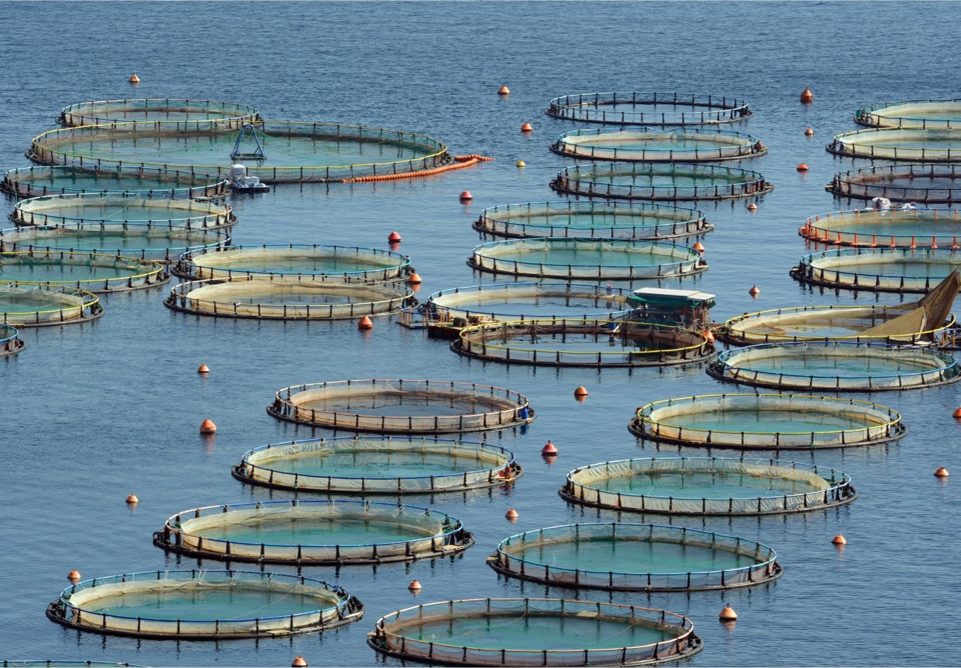 Aquaculture